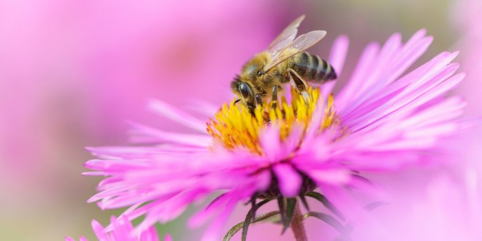 Cancer du sein : une étude vante les mérites du venin d'abeille