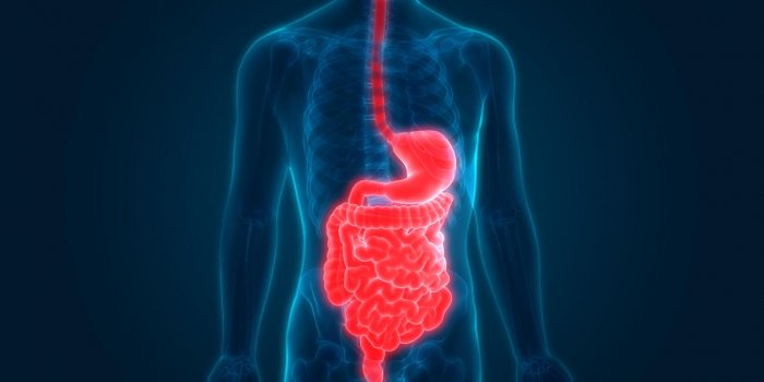 illustration 3d de l'anatomie du système digestif humain