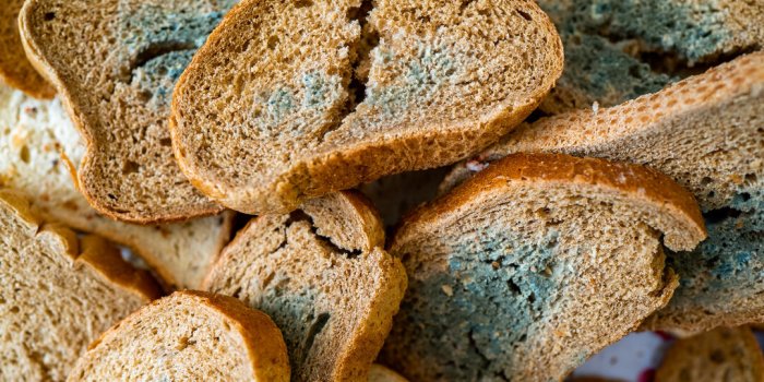Nutrition : pourquoi couper la moisissure du pain n’éloigne pas les risques