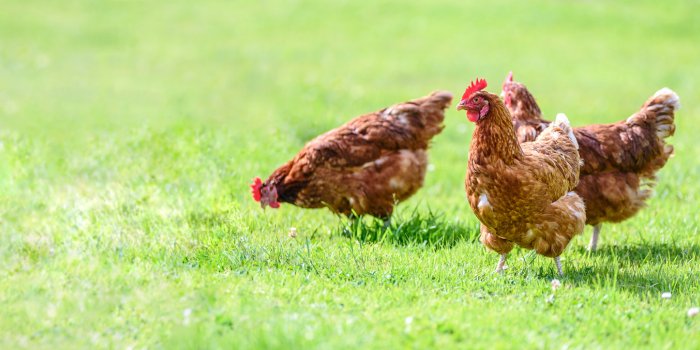 hens on a traditional free range poultry organic farm grazing on the grass with copy space