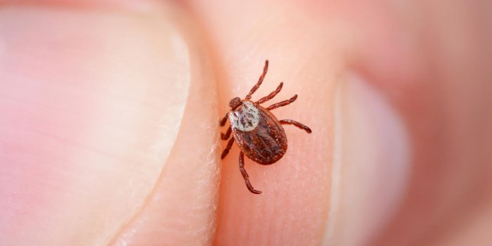 danger of tick bite shows close-up mite in the hand