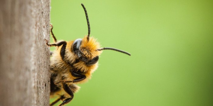 Covid-19 : les abeilles peuvent détecter la maladie