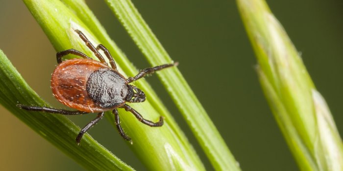 closeup of a tick on a plant straw