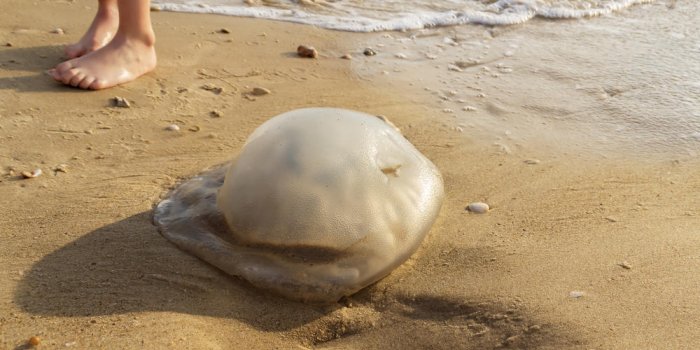 Piqûre de méduse : 5 solutions pour la soulager vite