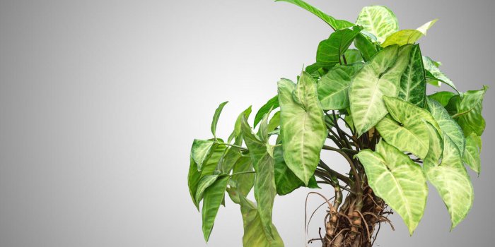 Le lierre de pothos : la plante qui serait capable de purifier l’air de votre maison
