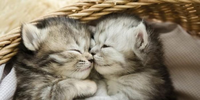 chatons tabby mignons dormir et étreindre dans un panier