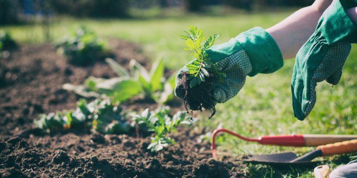 Jardiner régulièrement pourrait réduire les risques de cancer 