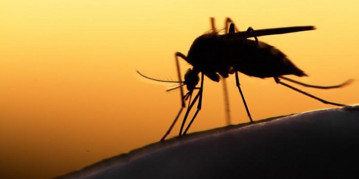 Alerte à la prolifération excessive de moustiques dans certaines régions de France