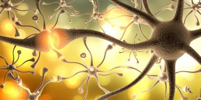 neurones 3d de cellules nerveuses