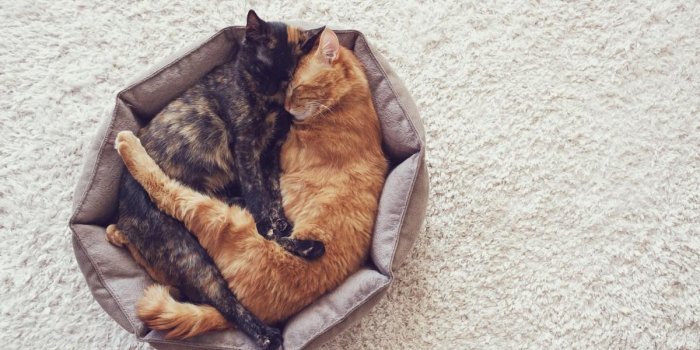 couple cats sleep and hugging in their soft cozy bed on a floor carpet