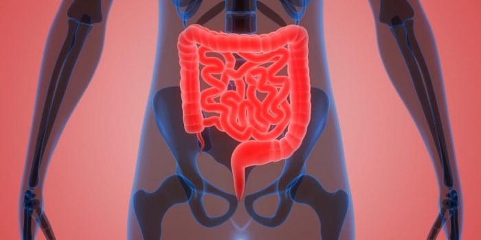 illustration 3d des organes du corps humain (gros et petit intestin)