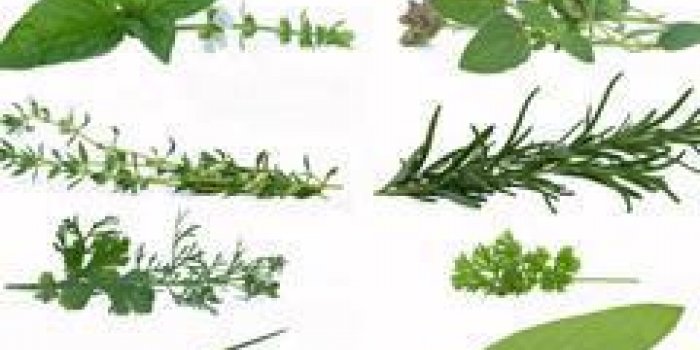 Plantes aromatiques : quelles vertus santé ?