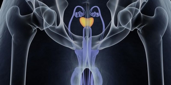 Prostate : la caractéristique qui peut renseigner sur le risque de cancer