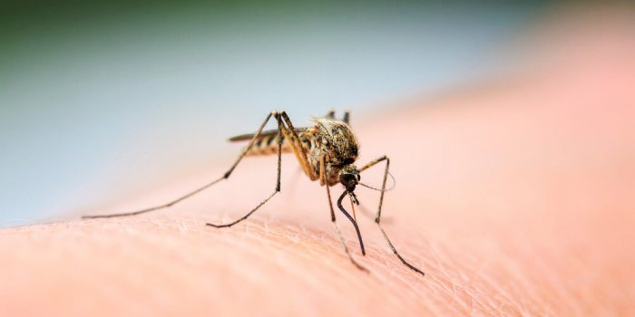 Certains d'entre nous ont-ils vraiment une peau à moustique?