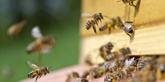 Une femme décède après avoir été piquée plus de 200 fois par des abeilles