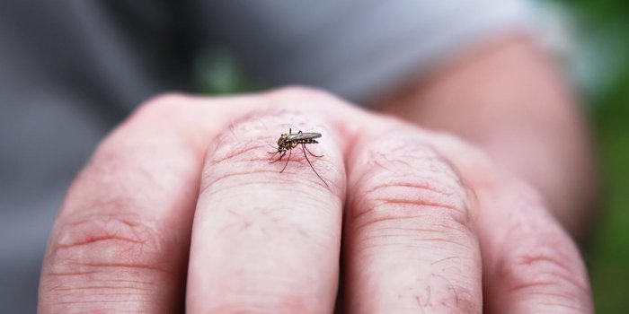 Piqûre d'insecte et gonflement : est-ce dangereux ?