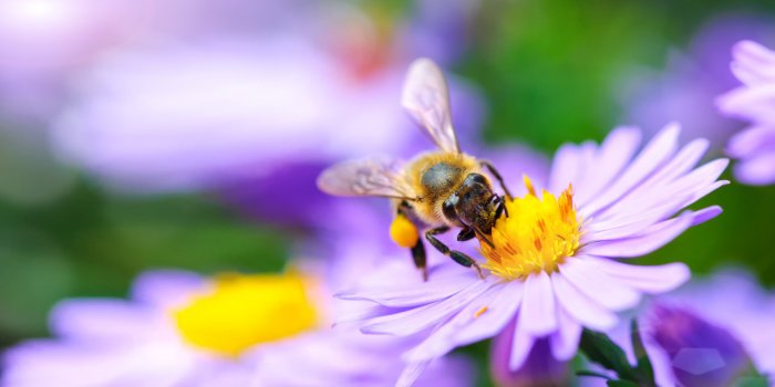 Guêpe, abeille, frelon : nos astuces pour les éloigner