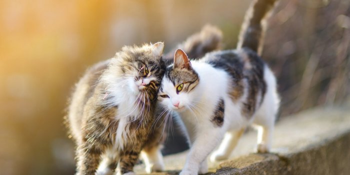 Typhus du chat : une épidémie frappe les chats d'Angoulême