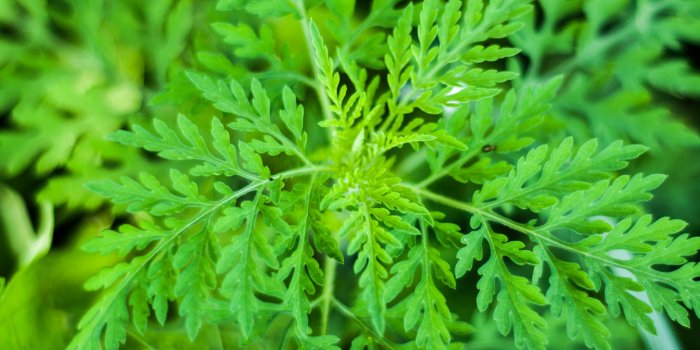 Covid-19 : méfiez-vous de l'Artemisia annua, prétendue solution miracle