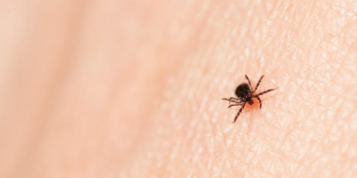 Maladie de Lyme : peut-on en mourir ?