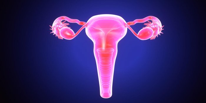 le système reproducteur ou le système génital est un système d'organes sexuels au sein d'un organisme qui travaillent...
