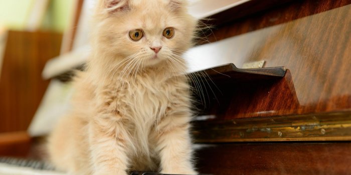 Voici la musique parfaite pour votre chat