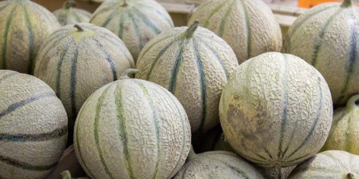 3 personnes meurent après avoir mangé du melon contaminé à la listéria en Australie