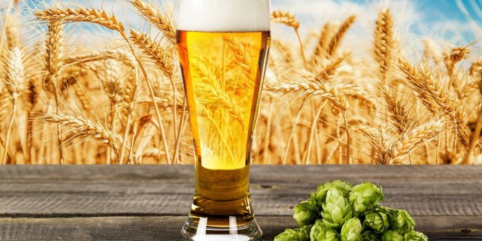 Alzheimer : un composé de la bière réduirait vos risques, selon une étude