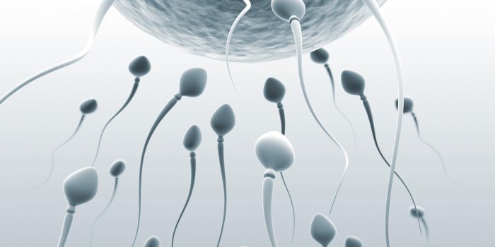 sperme et ovule