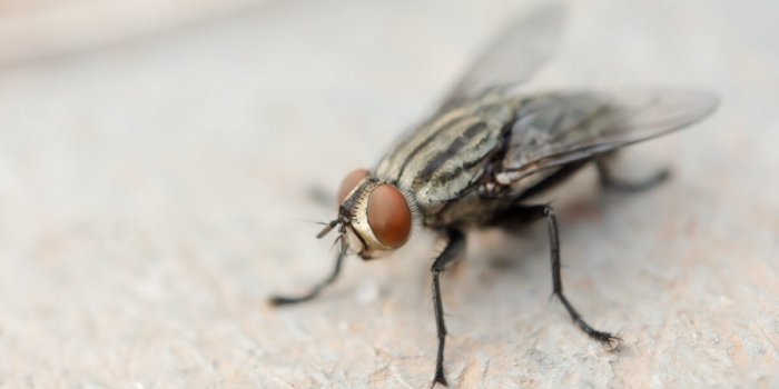 Une mouche intacte découverte dans le côlon d’un homme de 63 ans