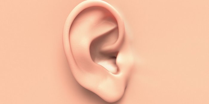 human ear close up without any hair surrounding
