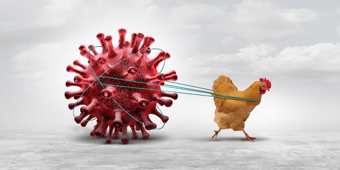 Grippe aviaire : un risque de transmission humaine, source d’