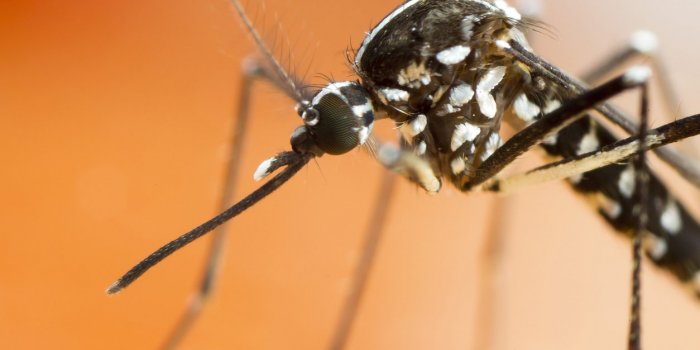 Piqûre de moustique tigre : quelles maladies peut-il vous transmettre ?