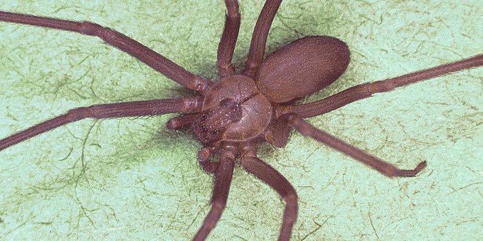 France : alerte sur une espèce d'araignée qui provoque des oedèmes
