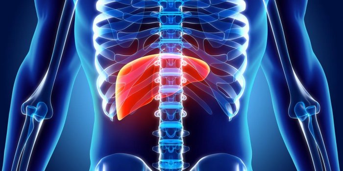 3d illustration of liver - part of digestive system
