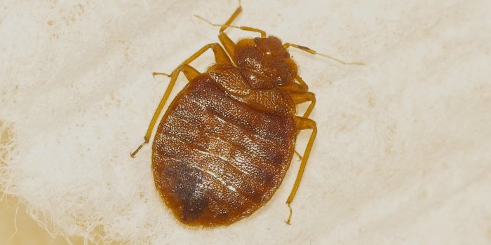 macro of a bed bug
