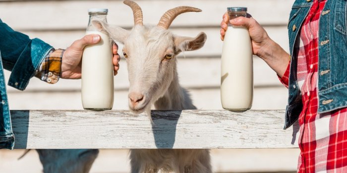 Lait de chèvre : est-il vraiment meilleur pour la santé que le lait de vache ?