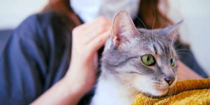 Un antiviral utilisé chez le chat pourrait agir contre le Covid-19 humain ! 
