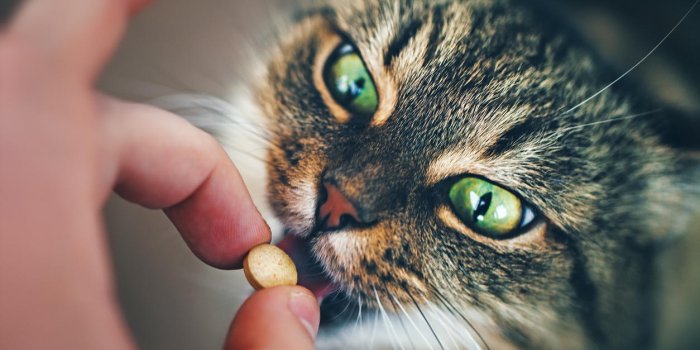 chat aux yeux verts prend une pilule