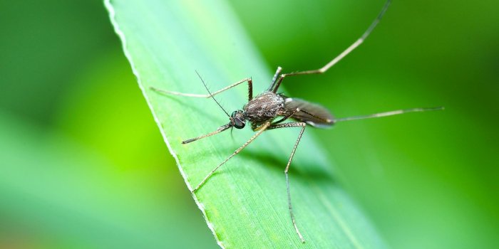 Coronavirus : les moustiques peuvent-ils vous contaminer ? 