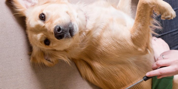 Pellicules et perte de poils chez le chien : une solution