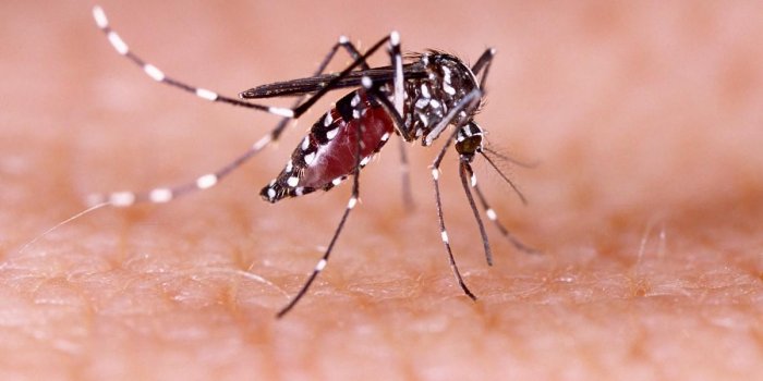dengue, zika and chikungunya fever mosquito (aedes aegypti) on human skin