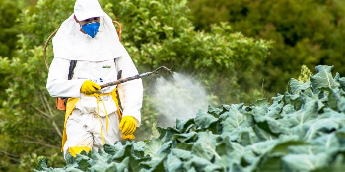Pesticides : les fruits et les légumes les moins contaminés