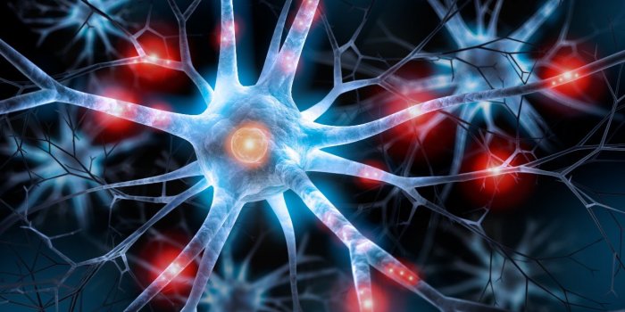 Alzheimer : ces super neurones qui conservent votre mémoire