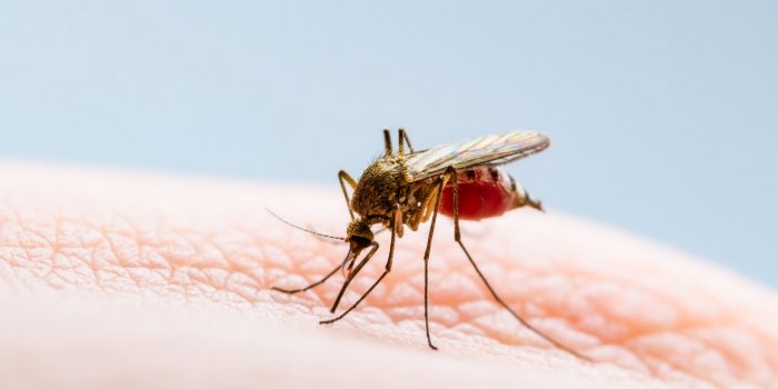 Dengue : vers une flambée des cas pendant les JO de Paris ?