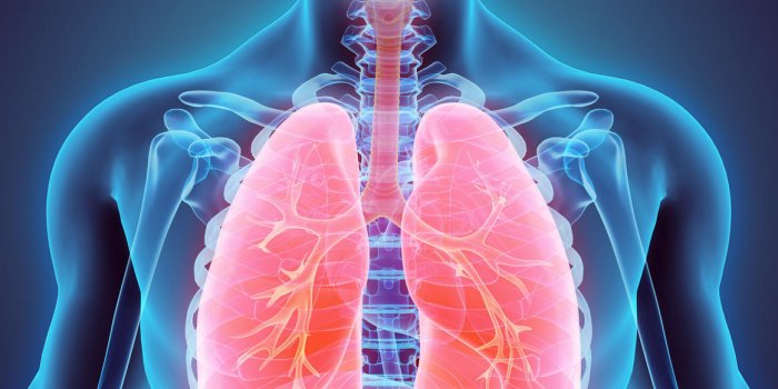 illustration 3d des poumons - une partie de l'humain organique