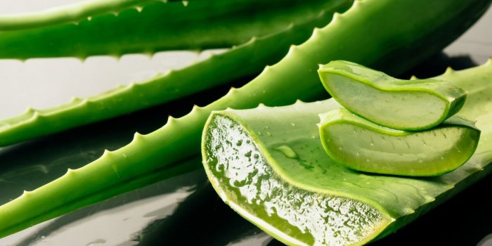 Aloe vera : les bienfaits du gel pour la beauté de votre peau et de vos cheveux