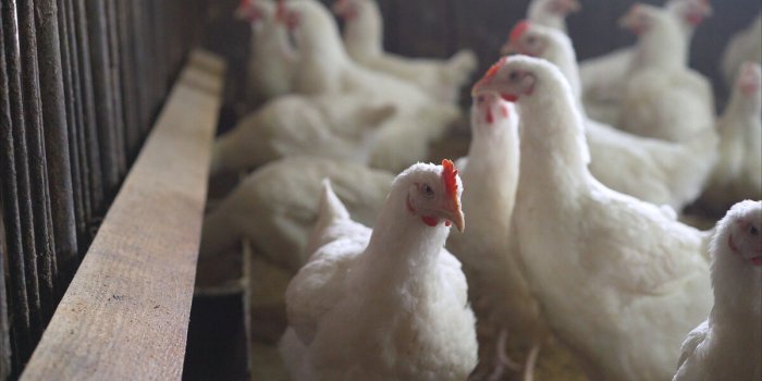 Grippe aviaire : le niveau d’alerte à son maximum en France