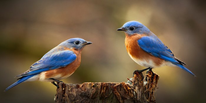 Les chants d’oiseaux sont bons pour notre santé mentale