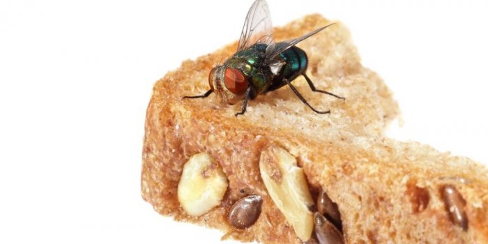 Manger un plat sur lequel s’est posée une mouche est dangereux pour la santé